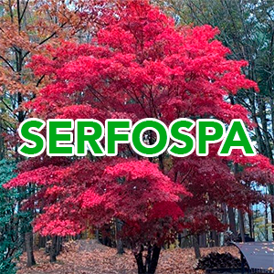 Serfospa